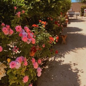 Meet your Posher, Lili